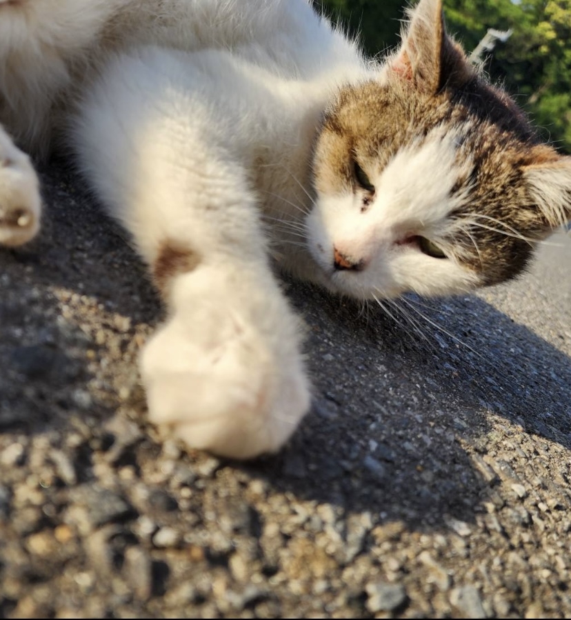 ねこ