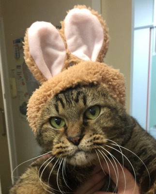 うさ