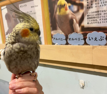ことり