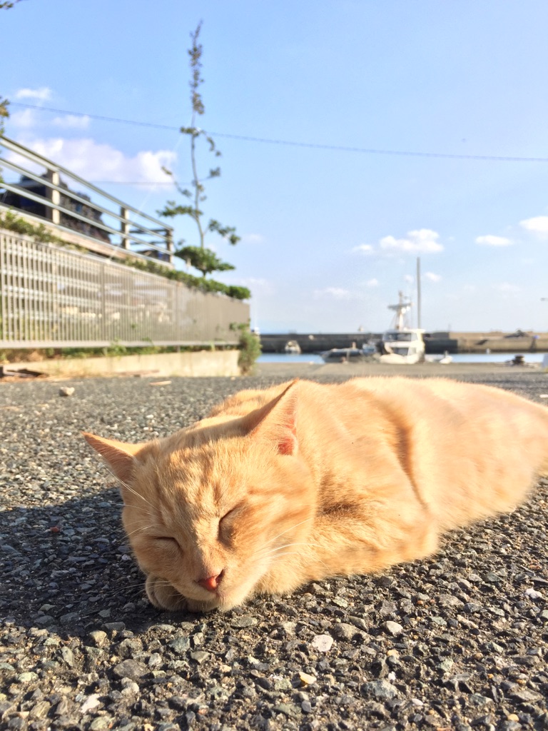 ねこ6