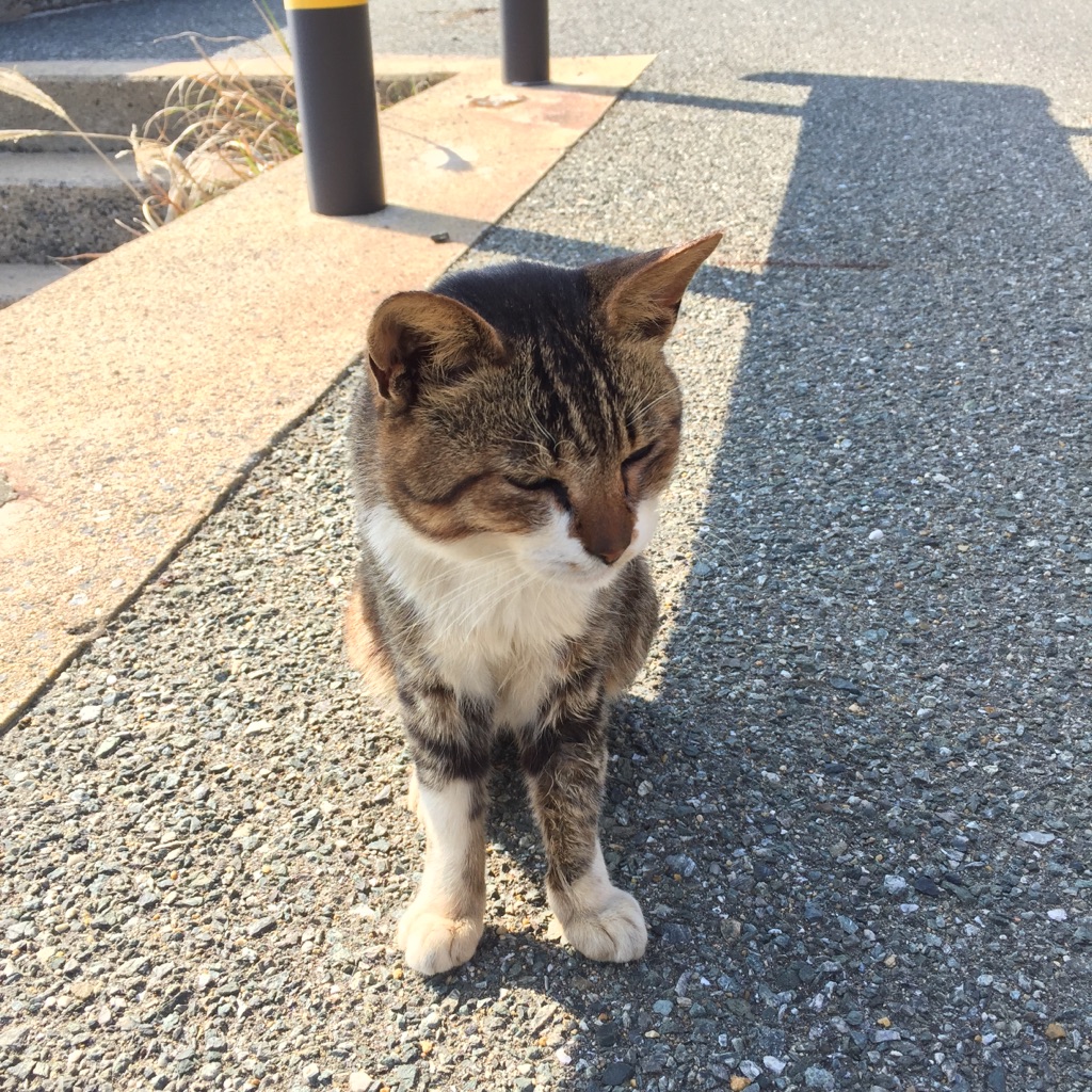 ねこ5