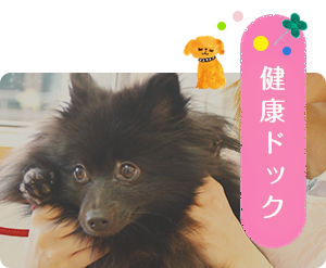 健康ドック