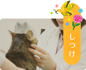 しつけ