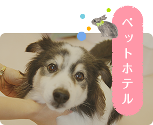 ペットホテル