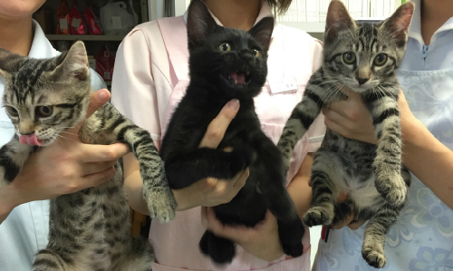 ３ねこ