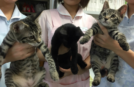 ３ねこ２